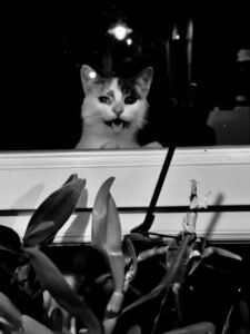 Photographie de l’œuvre Chat à la fenêtre - Créée par l’artiste Romain Wisniewski en 2024 — Romain Wisniewski, • Photographer Profile