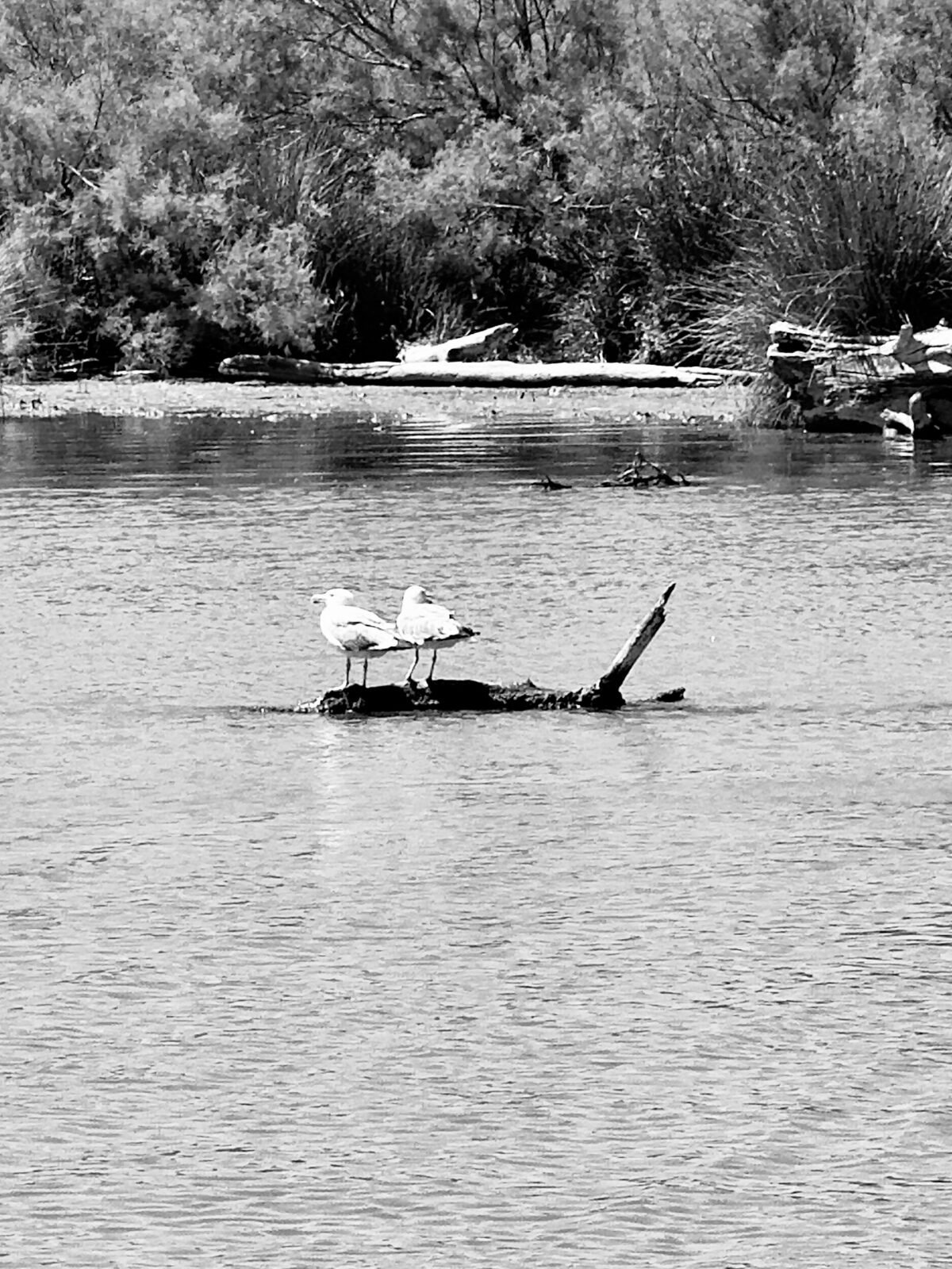 Photographie de l’œuvre Deux oiseaux sur leur branche - Technique : Photographie - Créée par l’artiste Romain Wisniewski en 2025 — Romain Wisniewski, • Photographer Profile