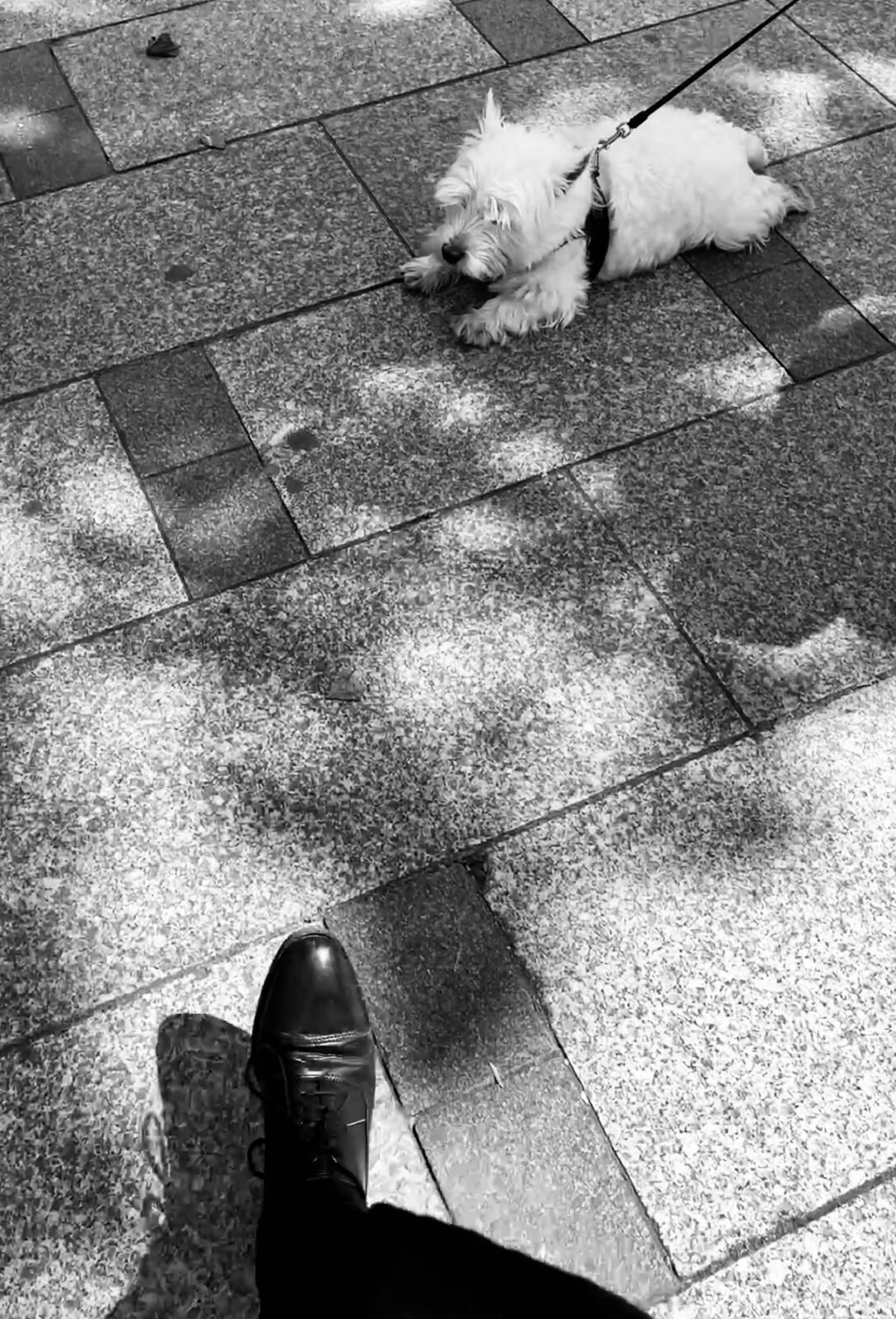 Photographie de l’œuvre Le chien fait sa sieste - Technique : Photographie - Créée par l’artiste Romain Wisniewski en 2023 — Romain Wisniewski, • Photographer Profile