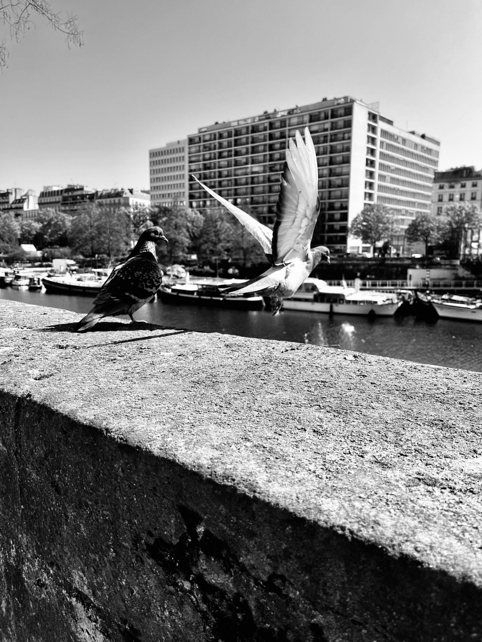 Photographie de l’œuvre Prendre son envol vers de nouveaux horizons - Technique : Photographie - Créée par l’artiste Romain Wisniewski en 2023 — Romain Wisniewski, • Photographer Profile